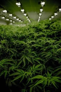 medical marijuana card santa ana